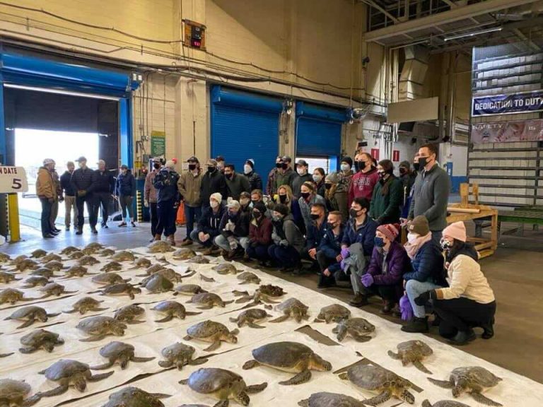 Coast Guard, Navy Help Rescue Cold-Stunned Turtles, Return Them to Warmer Waters
